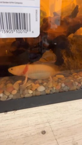 Axolotl With Necessary Equipment. in Omaha, Nebraska