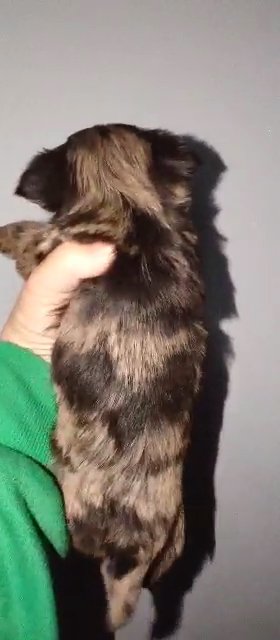 *SOLD*KB Female Merle Yorkie in Sikeston, Missouri