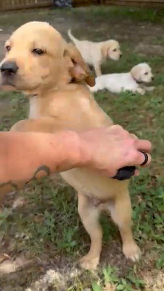 Pretty Male Labrador in Panama City Beach, Florida