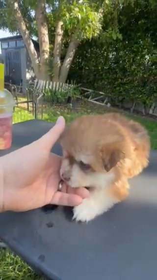 Georgie Pomsky puppy in Los Angeles, California