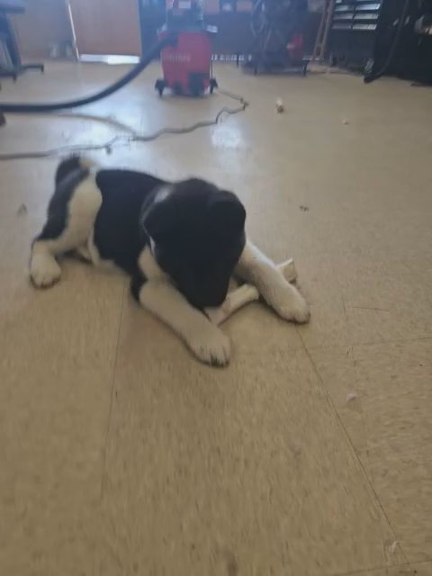 American Akita in Buffalo, New York