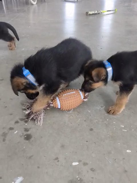 Daisy (German Shepherd) in Goshen, Indiana