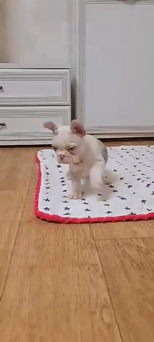 French Bulldog Puppy in Cocoa, Florida