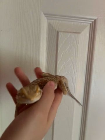 Bearded Dragon! in Charlotte, North Carolina