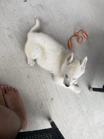 Cloud the Husky in Houston, Texas