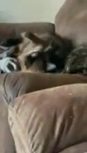 Cats For Free! Looking To Rehome Our Cats! in Casa Grande, Arizona