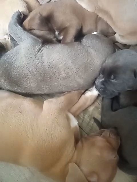 pit puppies with a little lab. in Belton, Texas