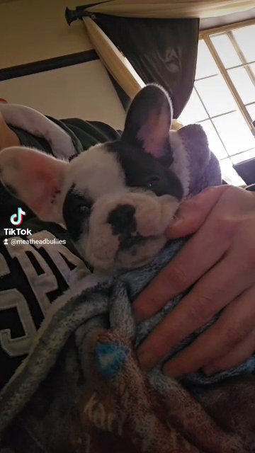 full akc tiny tot in Washington, Michigan