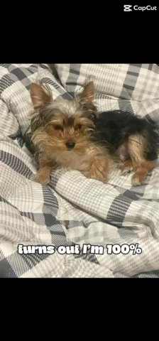 Yorkie Male in Baltimore, Maryland