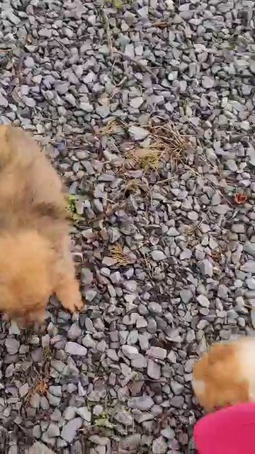 little Ginger in Knoxville, Tennessee