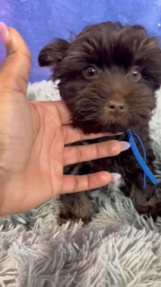Chco Male Yorkie on hold in Washington, District of Columbia
