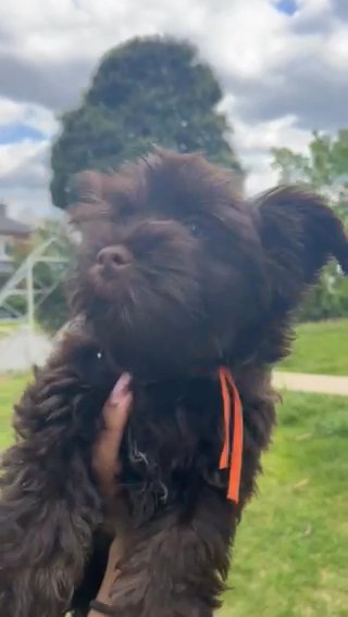 13 Week Old Choc Yorkie on hold in Washington, District of Columbia