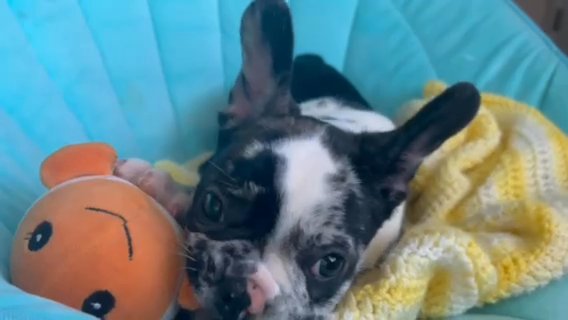 Merle French Bulldog Puppy in Cocoa, Florida