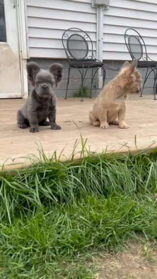AKC Fluffy French bulldogs in La Porte, Indiana
