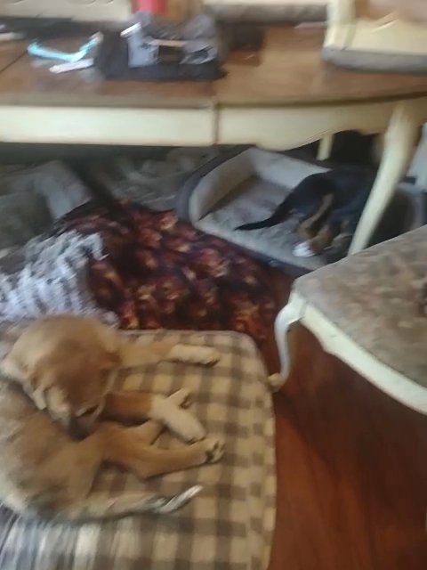 4 3 mo's old puppies in Everett, Washington