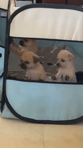 Chug Puppies(Pug/Chihuahua) in Northport, Alabama