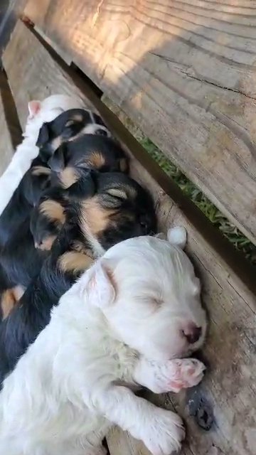 maltipoos hypoallergenic in Ocala, Florida