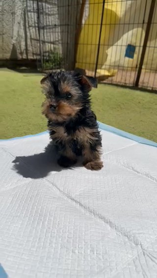Yorkie in Riverside, California