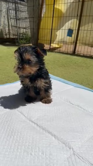 Yorkie in Riverside, California