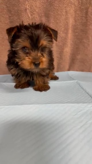 Yorkie in Riverside, California
