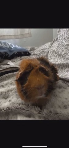 Guinea Pig For Sale in Redding, California