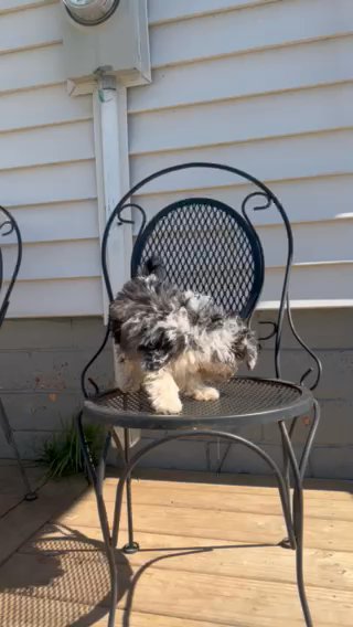 Toy/Mini Bernedoodle Puppy in La Porte, Indiana