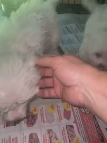 Maltese in Greensboro, North Carolina