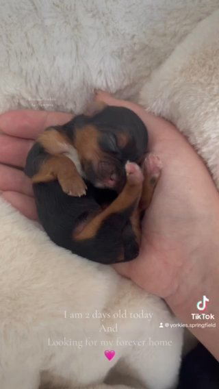 Beautiful Yorkie Babies Available in Springfield, Missouri
