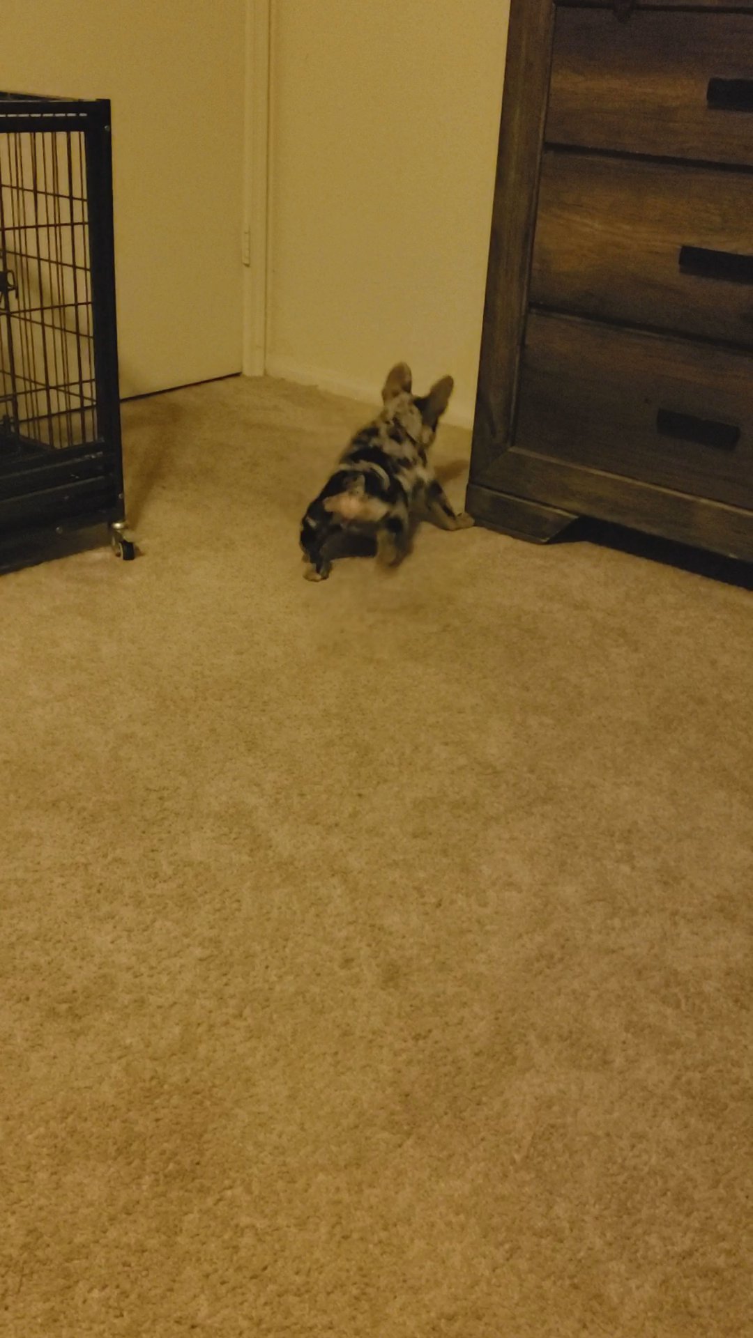 Lilac merle carring fluffy and c2 in Phoenix, Arizona