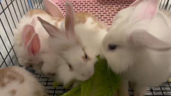 Lionhead Bunnies in Philadelphia, Pennsylvania