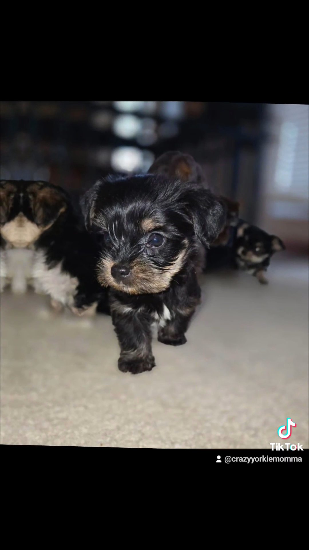 Just a Shorkie boy named Shadow in Columbus, Georgia