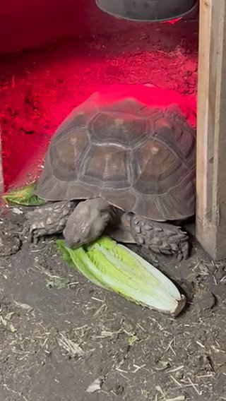 Sulcata Tortoise in Peoria, Illinois