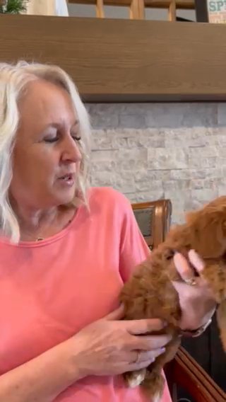 F1b Cavapoo “Valentine” in Salt Lake City, Utah