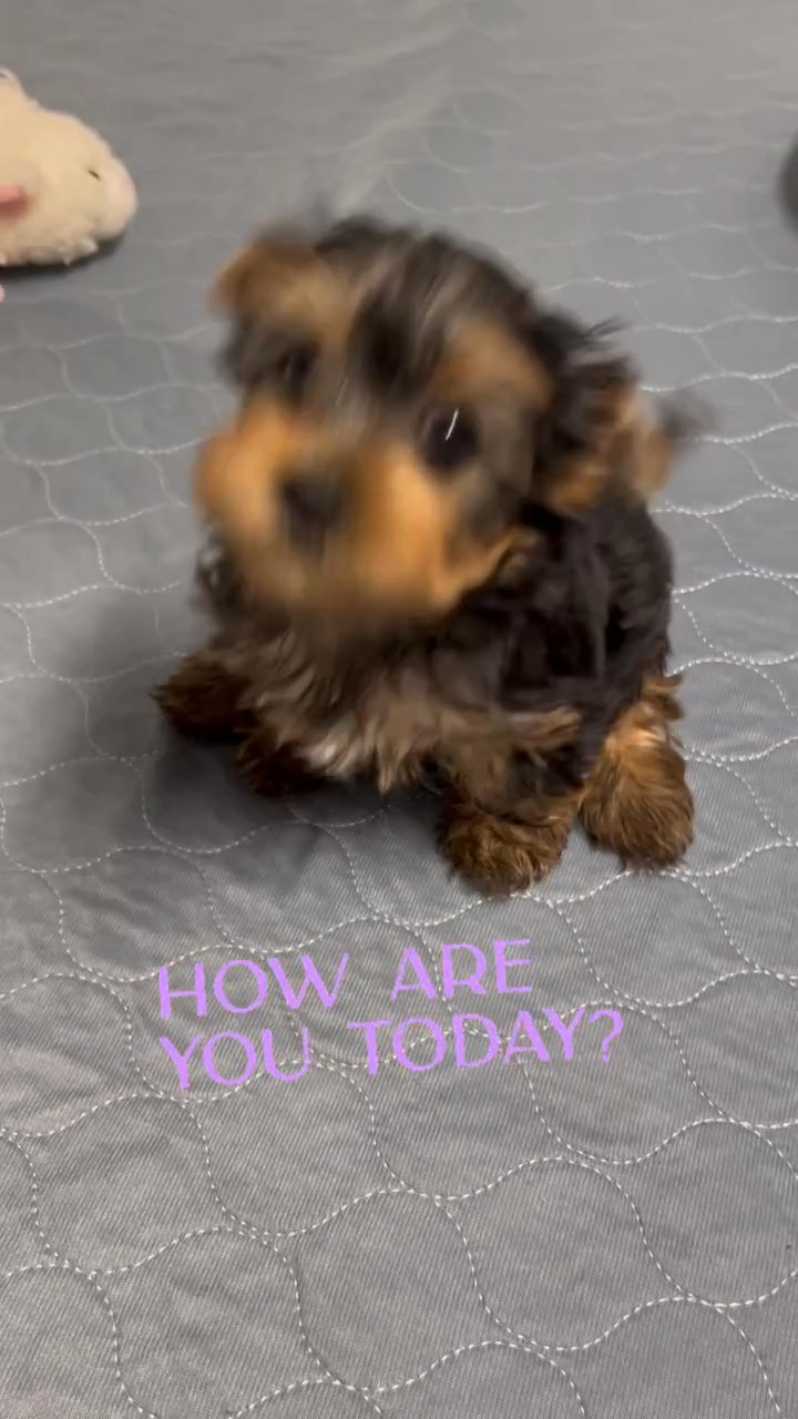 Yorkie puppies in New York City, New York