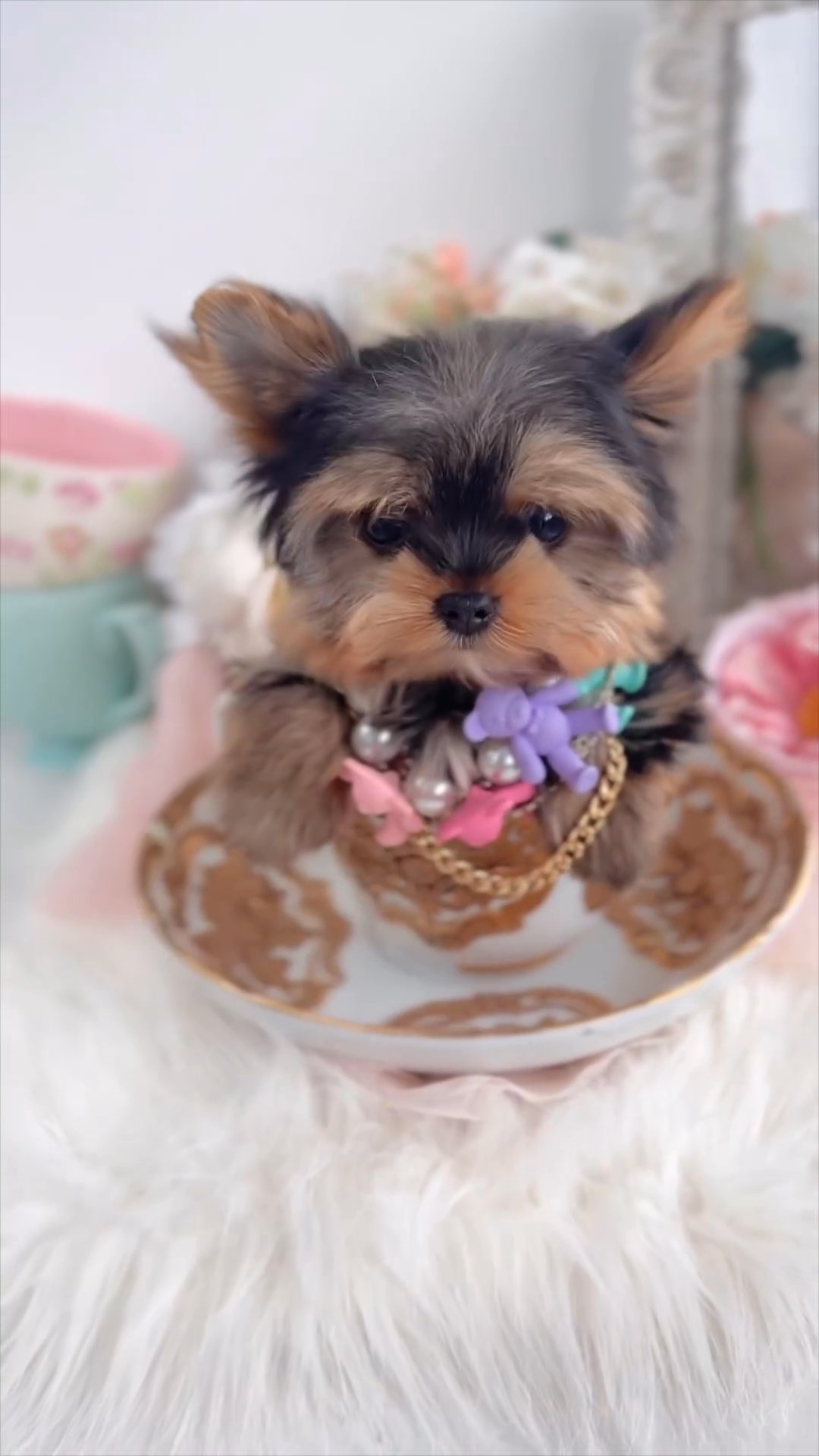 Yorkie puppies in New York City, New York