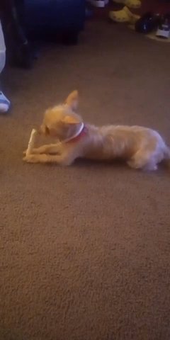 Luna in Rochester, New York