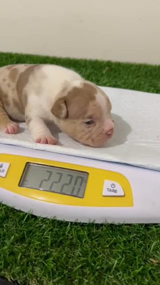 Male Choclate Tri Merle Bully in Phoenix, Arizona