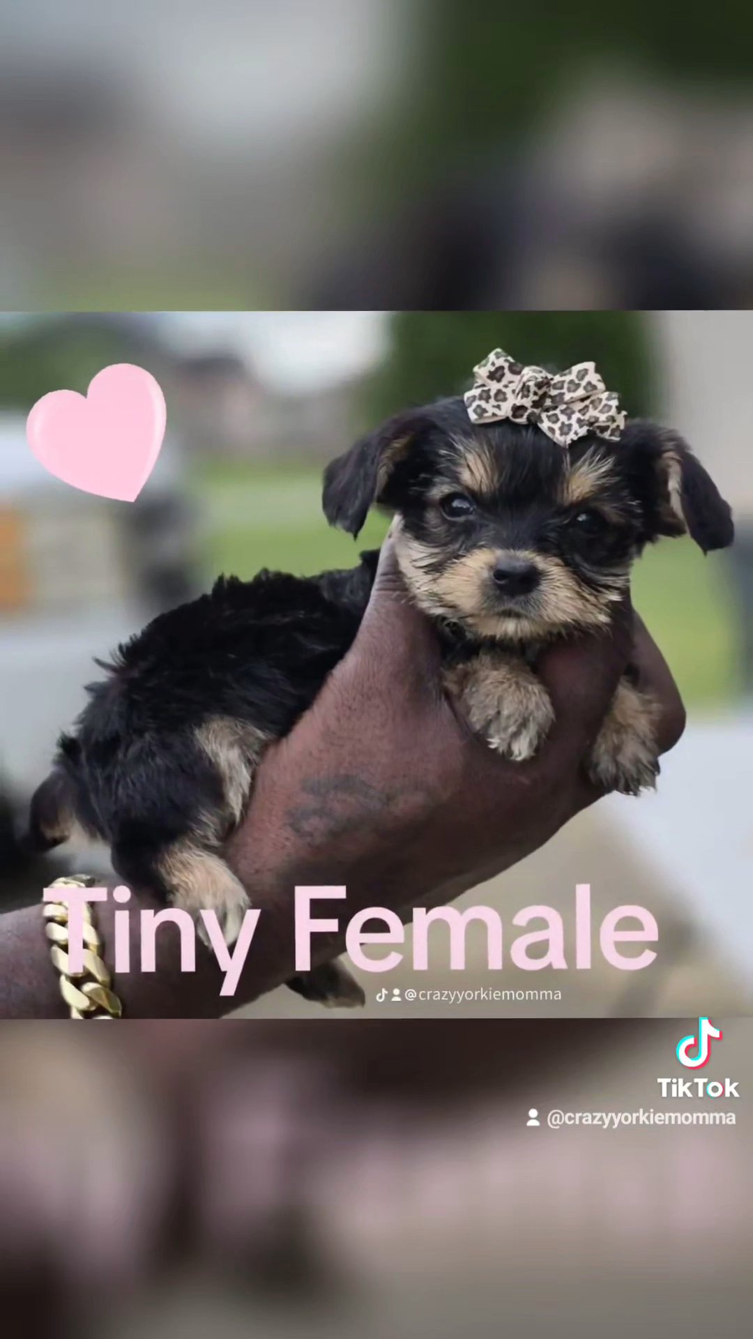 Lille Miss Shorkie - JellyBean in Columbus, Georgia