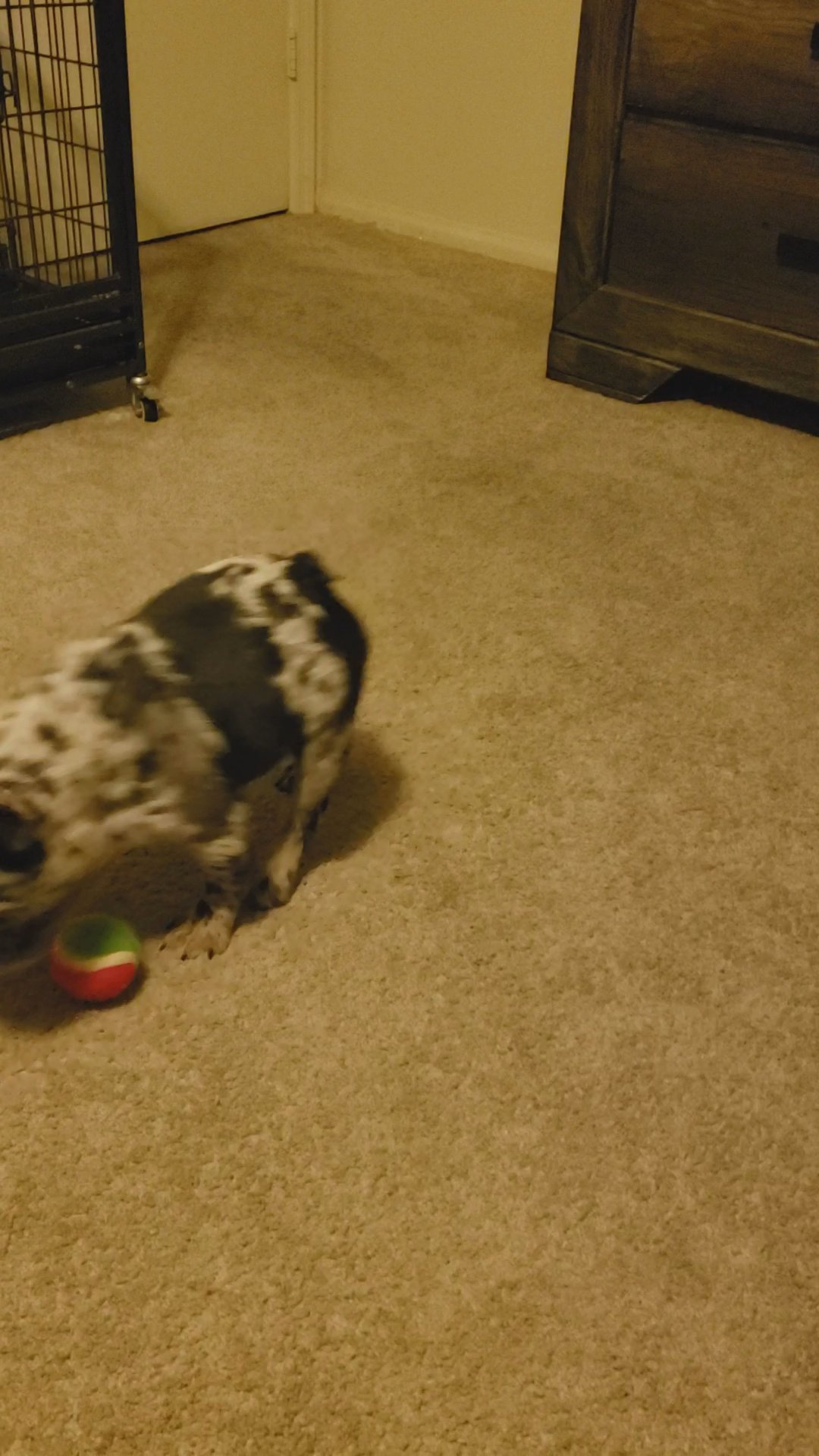 Lilac merle carring in Phoenix, Arizona