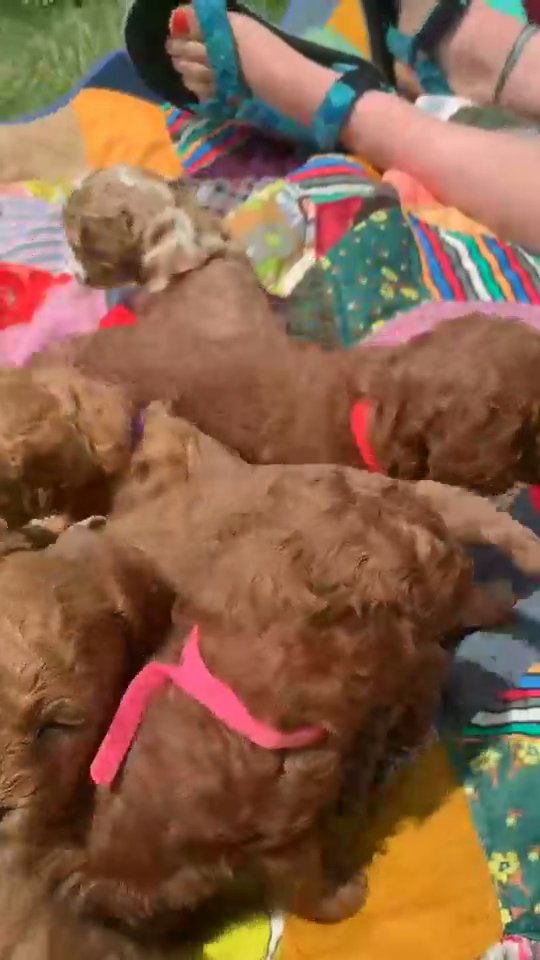 six lovely puppies two months old in Douglas, Illinois
