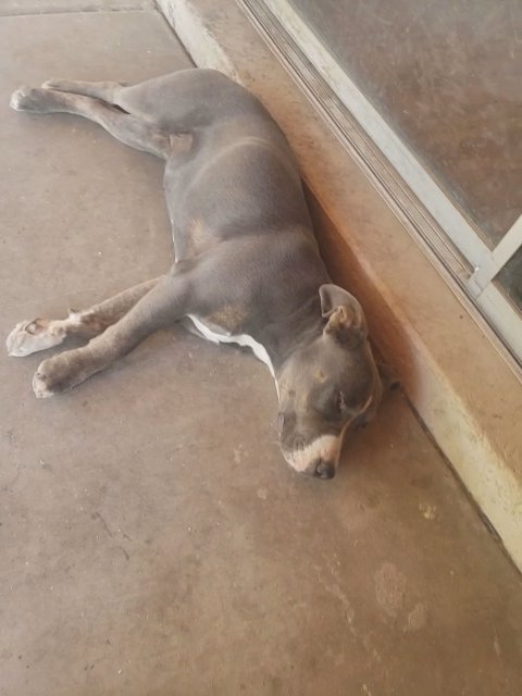 tri bully female 6mths old in Phoenix, Arizona