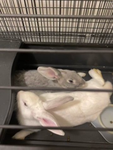 2 Rabbits in New York City, New York