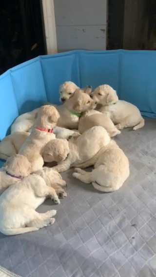 English Cream Golden Doodles in San Marcos, Texas