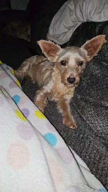 Male Yorkie in Mount Airy, North Carolina