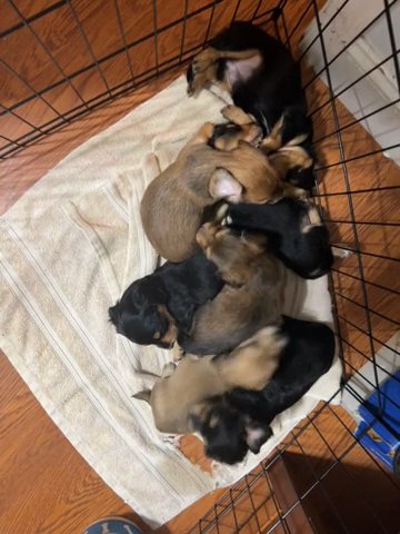 Miniature Dachsund Puppies in Circleville, Ohio