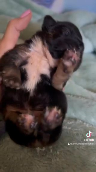 Cash Black & Tan Big rope in Crossville, Tennessee