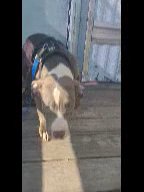 American Bully Pup Available in Virginia Beach, Virginia