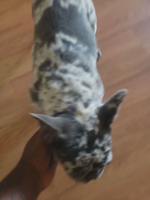 Lilac merle frenchie female carrying fluffy and c2 in Phoenix, Arizona
