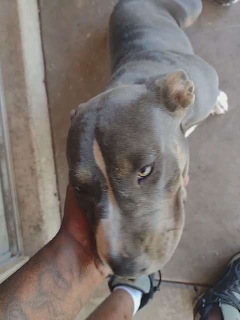 I have a 6 month old tri bully in Phoenix, Arizona