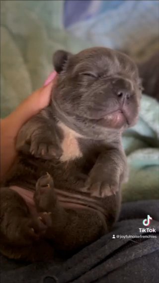 Callum - Blue Frenchie in Crossville, Tennessee